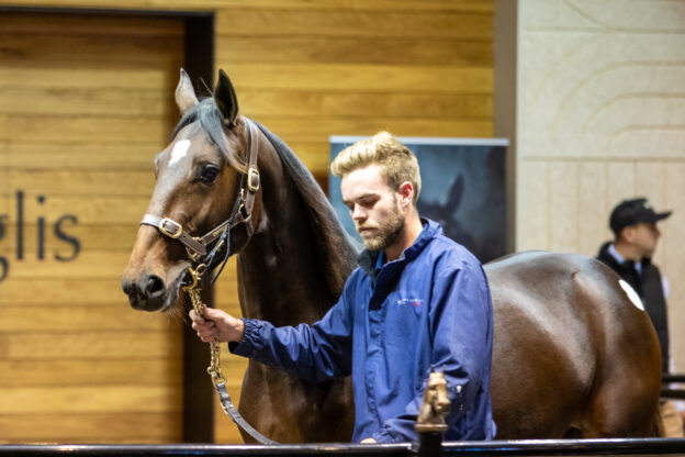 Yabby Dam sold top price trotter to Alabar at Nutrien equine Yearling Sale 2021