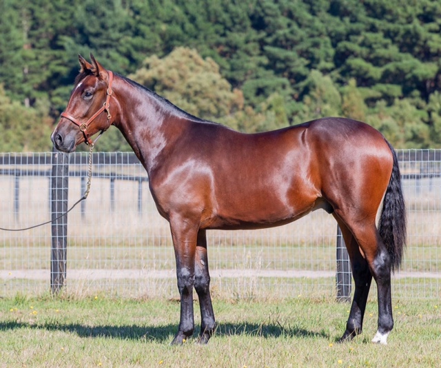 Group 1 success for tyro breeders – 2022 Melbourne Yearling Sale