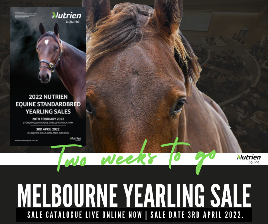 2022 Melbourne Yearling Sale – TROTTERS FULL FOCUS FOR SCOTT