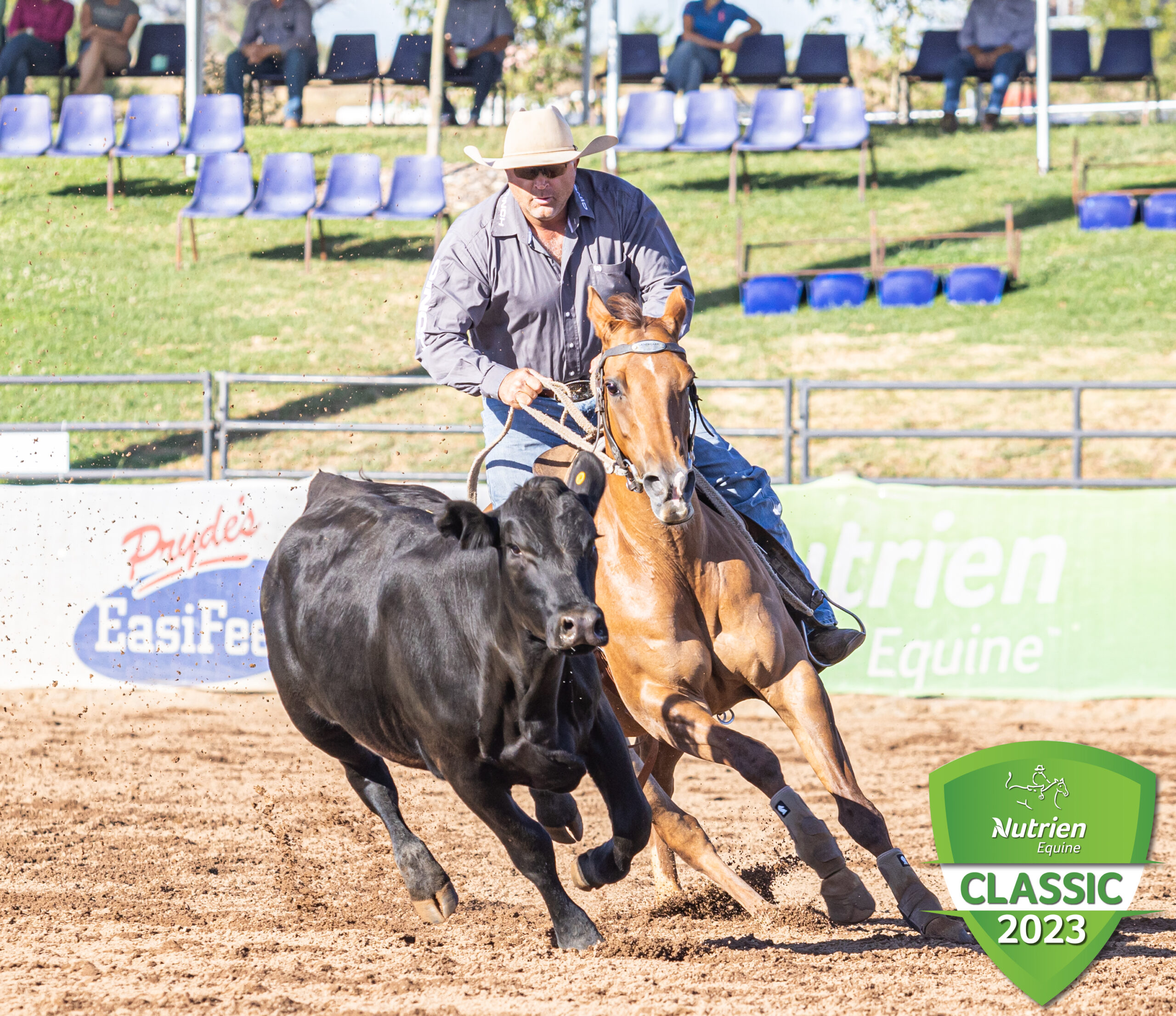 The 16th Nutrien Classic Campdraft & Sale is underway