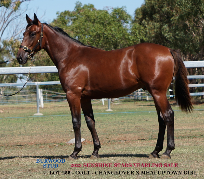 Changeover yearlings certain to be sought after at 2023 Nutrien Equine Sunshine Stars sale