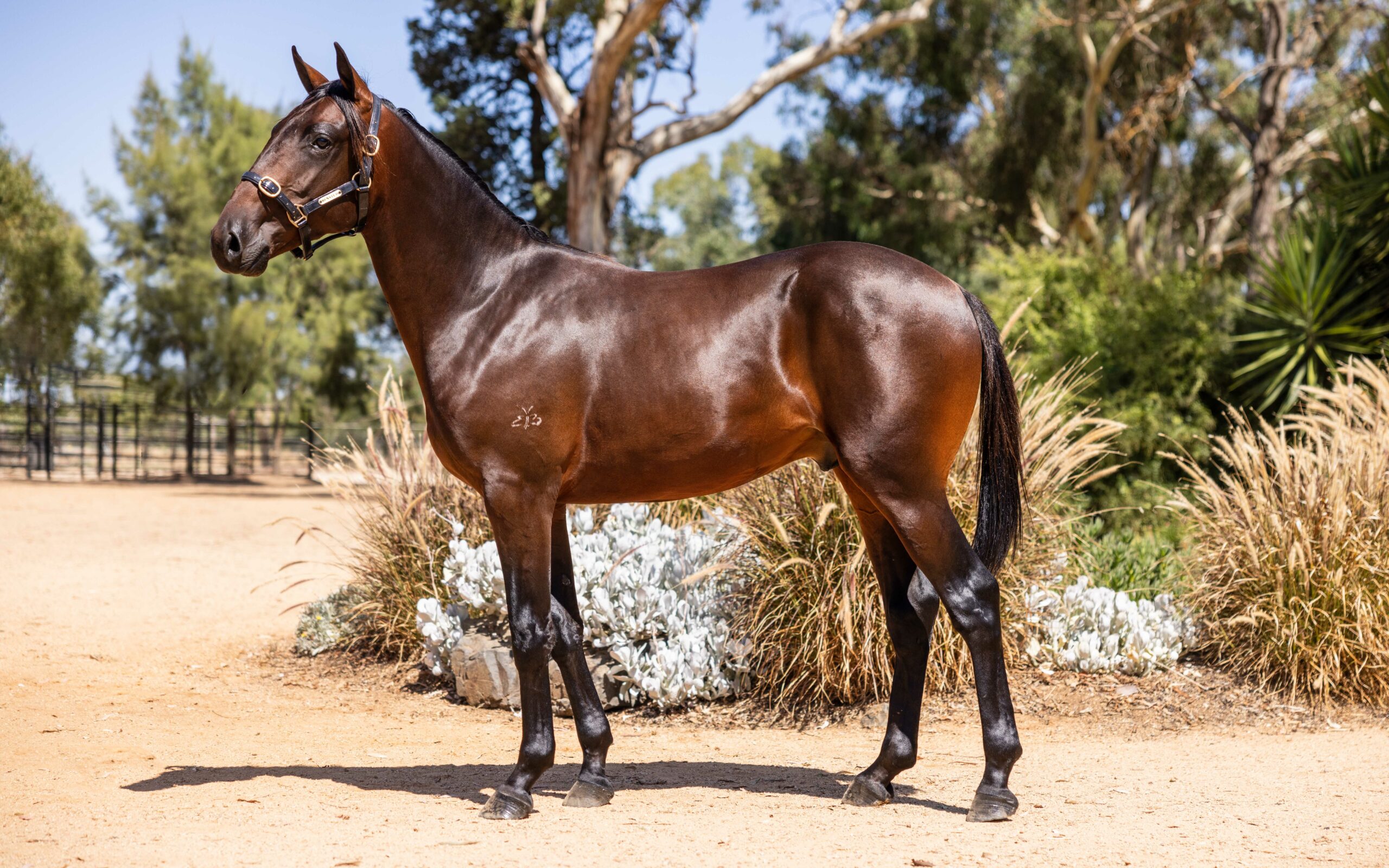 This Gawn going from strength to strength – 2023 Melbourne Yearling Sale