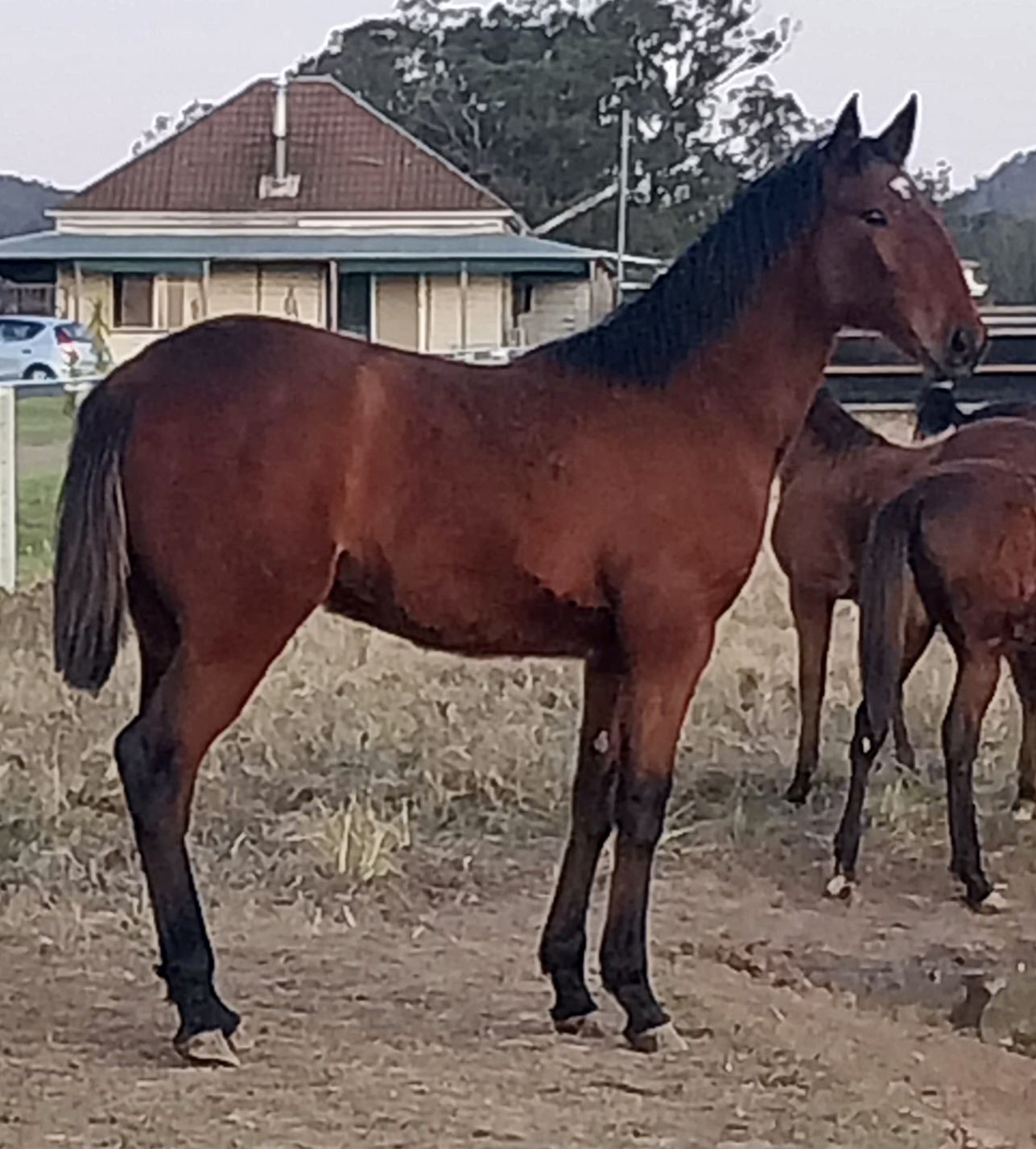 Expectations high for Papi Rob Hanover filly at Nutrien Sydney 2024 sale