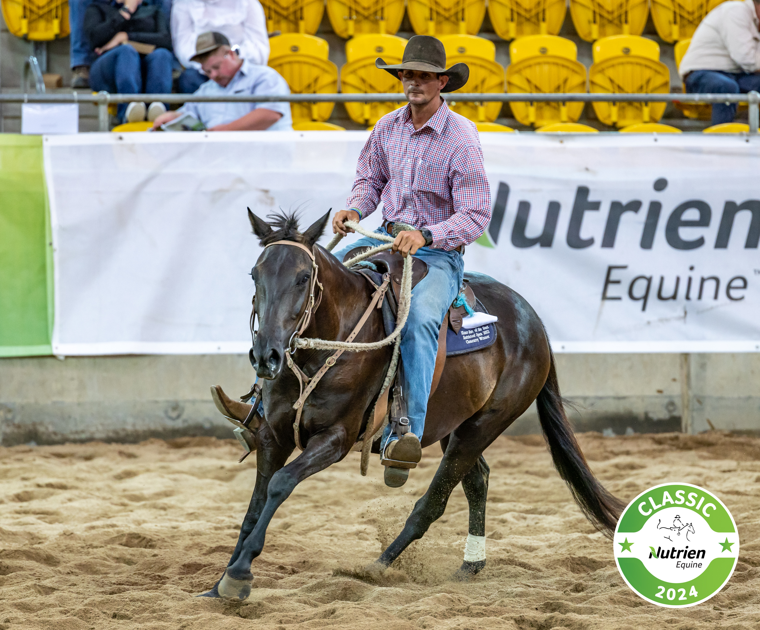 Friday sale action heats up at the 2024 Nutrien Classic Sale